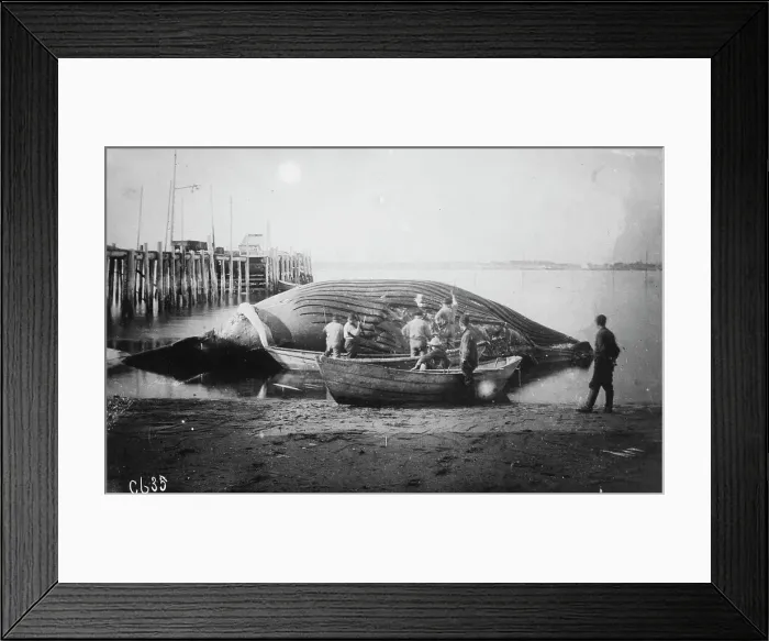 Framed Print : Cutting up a blue whale, between c1900 and c1930. Creator: Unknown Framed Print : Cutting up a blue whale, between c1900 and c1930. Creator: Unknown