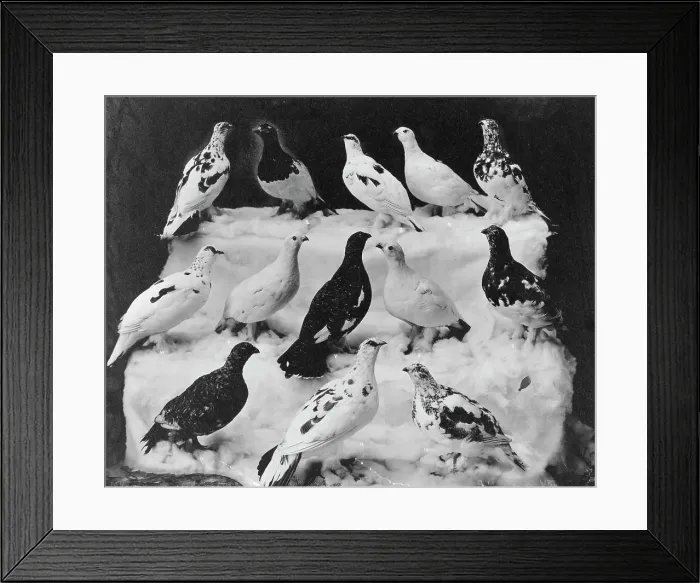Framed Print : Different colors of ptarmigan according to season, between c1900 and c1930. Creator: Unknown Framed Print : Different colors of ptarmigan according to season, between c1900 and c1930. Creator: Unknown