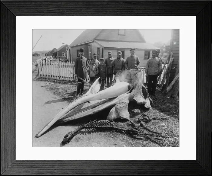Framed Print : Whale head, between c1900 and 1927. Creator: Unknown Framed Print : Whale head, between c1900 and 1927. Creator: Unknown