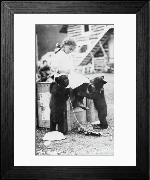 Framed Print : Girl with bear cubs, between c1900 and c1930. Creator: Unknown Framed Print : Girl with bear cubs, between c1900 and c1930. Creator: Unknown