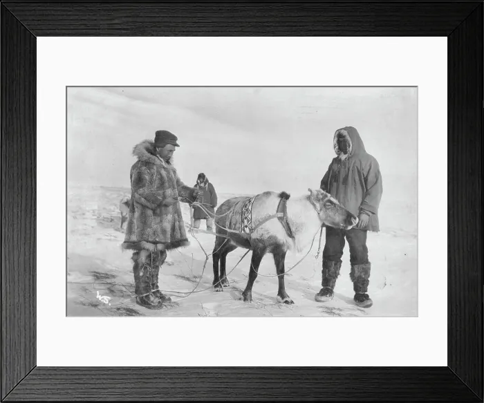 Framed Print : Reindeer which recently dropped its horns at a Reindeer Fair, between c1900 and c1930. Creator: Unknown Framed Print : Reindeer which recently dropped its horns at a Reindeer Fair, between c1900 and c1930. Creator: Unknown