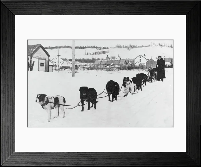 Framed Print : Dog sled team, between c1900 and c1930. Creator: Unknown Framed Print : Dog sled team, between c1900 and c1930. Creator: Unknown