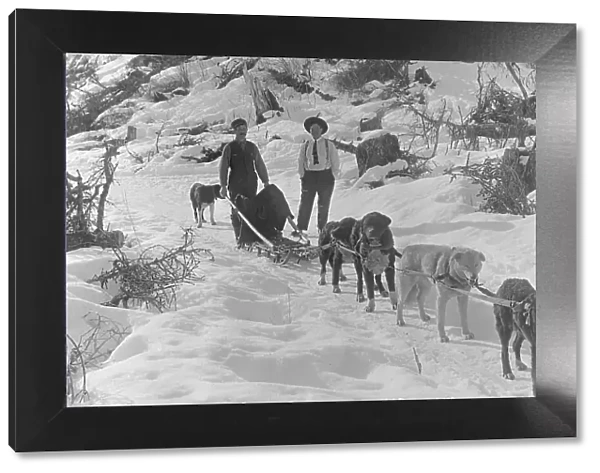 Dog sled team, between c1900 and c1930. Creator: Unknown