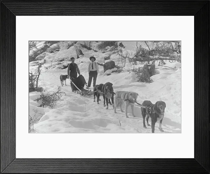 Framed Print : Dog sled team, between c1900 and c1930. Creator: Unknown Framed Print : Dog sled team, between c1900 and c1930. Creator: Unknown