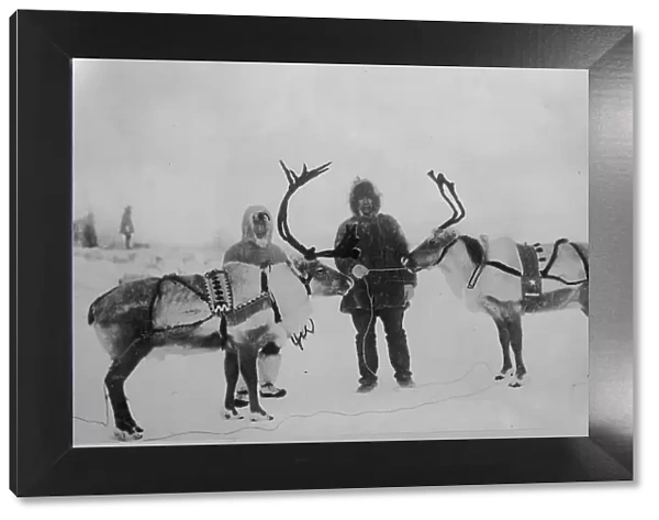 Tame reindeer, between c1900 and c1930. Creator: Unknown