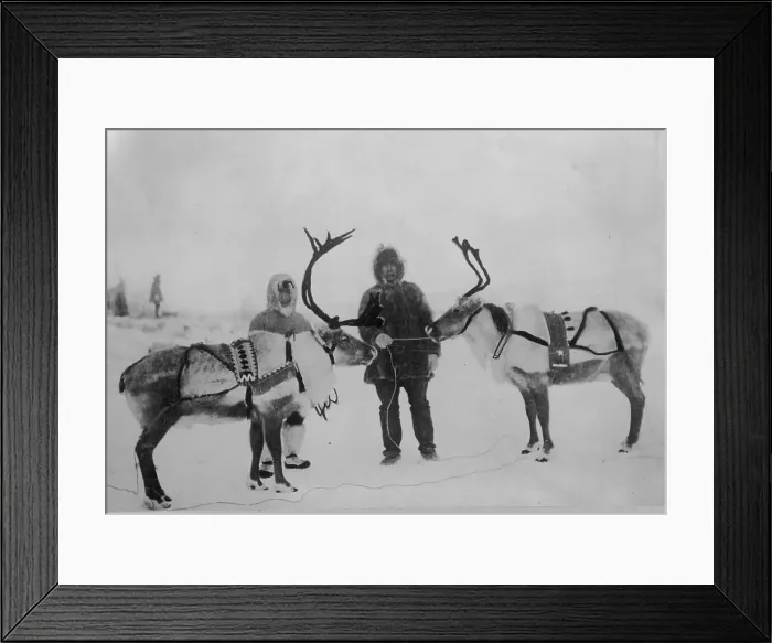 Framed Print : Tame reindeer, between c1900 and c1930. Creator: Unknown Framed Print : Tame reindeer, between c1900 and c1930. Creator: Unknown