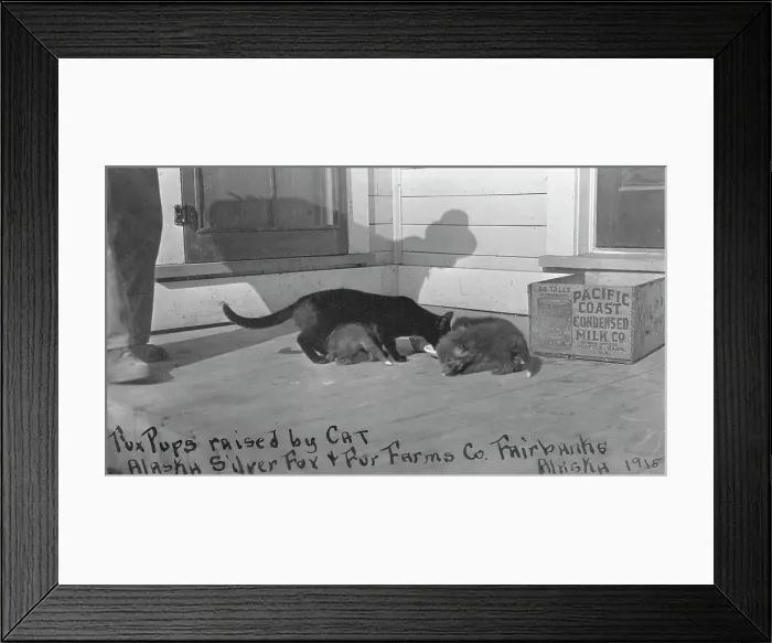 Framed Print : Fox pups raised by cat at Alaska Silver Fox and Fur Farms Co. between c1900 and c1930. Creator: Unknown Framed Print : Fox pups raised by cat at Alaska Silver Fox and Fur Farms Co. between c1900 and c1930. Creator: Unknown