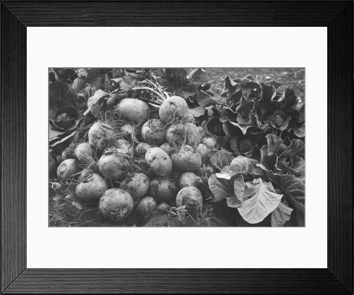 Framed Print : Turnips and cabbage raised by Rev. G.B. Burgess, between c1900 and c1930. Creator: Unknown Framed Print : Turnips and cabbage raised by Rev. G.B. Burgess, between c1900 and c1930. Creator: Unknown