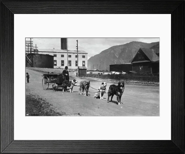 Framed Print : Dog team used to deliver laundry, between c1900 and 1923. Creator: Unknown Framed Print : Dog team used to deliver laundry, between c1900 and 1923. Creator: Unknown