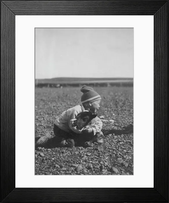 Framed Print : Child and calf, between c1900 and c1930. Creator: Unknown Framed Print : Child and calf, between c1900 and c1930. Creator: Unknown