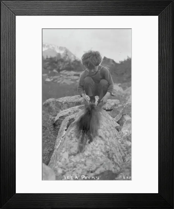 Framed Print : Child and porcupine, between c1900 and c1930. Creator: Unknown Framed Print : Child and porcupine, between c1900 and c1930. Creator: Unknown
