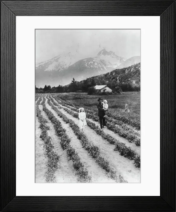 Framed Print : Scene on farm in southeastern Alaska, where small fruits and vegetables... between c1900 and 1923. Creator: Unknown Framed Print : Scene on farm in southeastern Alaska, where small fruits and vegetables... between c1900 and 1923. Creator: Unknown