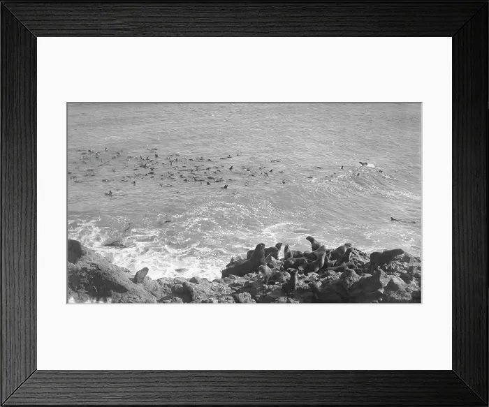 Framed Print : Seals in the Arctic region starting on their long swim to southern seas, between c1900 and c1930. Creator: Unknown Framed Print : Seals in the Arctic region starting on their long swim to southern seas, between c1900 and c1930. Creator: Unknown