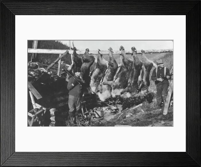 Framed Print : Caribou carcasses, between c1900 and c1930. Creator: Unknown Framed Print : Caribou carcasses, between c1900 and c1930. Creator: Unknown