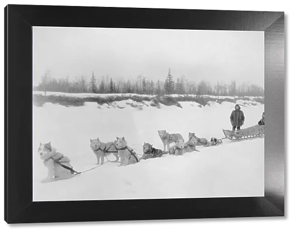 Dog sled team, between c1900 and 1927. Creator: Unknown