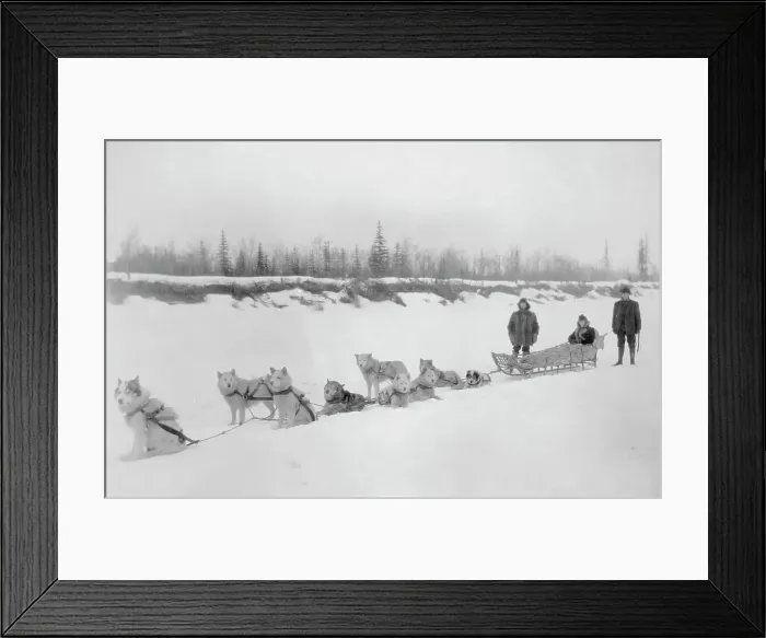 Framed Print : Dog sled team, between c1900 and 1927. Creator: Unknown Framed Print : Dog sled team, between c1900 and 1927. Creator: Unknown
