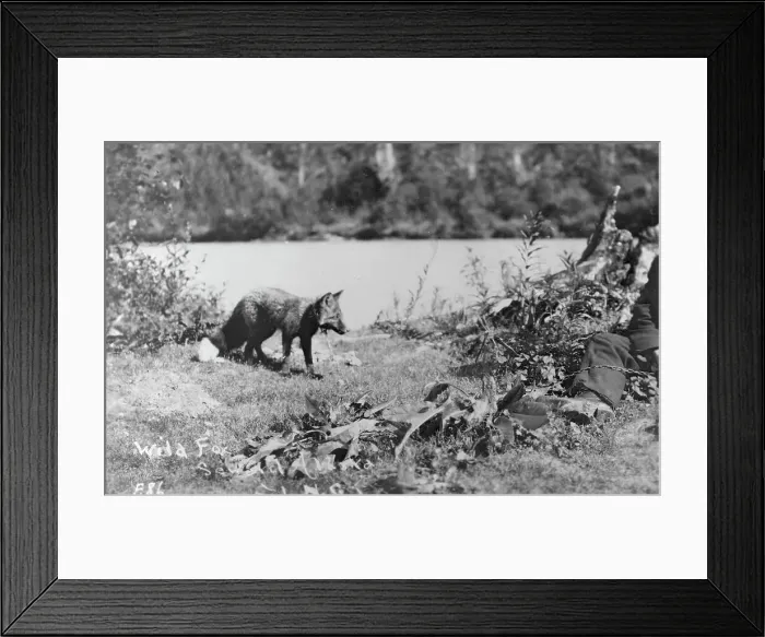 Framed Print : Wild fox, between c1900 and c1930. Creator: Unknown Framed Print : Wild fox, between c1900 and c1930. Creator: Unknown