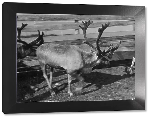 Pastolik reindeer herd in corral, between c1900 and c1930. Creator: Unknown