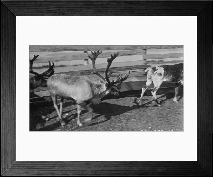 Framed Print : Pastolik reindeer herd in corral, between c1900 and c1930. Creator: Unknown Framed Print : Pastolik reindeer herd in corral, between c1900 and c1930. Creator: Unknown