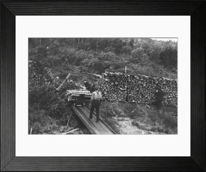 Framed Print : Wood chopper's station with fuel for steamers on the Upper Yukon, between c1900 and c1930. Creator: Unknown Framed Print : Wood chopper's station with fuel for steamers on the Upper Yukon, between c1900 and c1930. Creator: Unknown