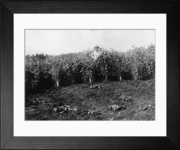 Framed Print : Pea crop near Sitka, between c1900 and c1930. Creator: Unknown