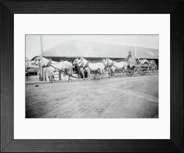Framed Print : Horse team starting on trail to Chitina, between c1900 and 1927. Creator: Unknown Framed Print : Horse team starting on trail to Chitina, between c1900 and 1927. Creator: Unknown