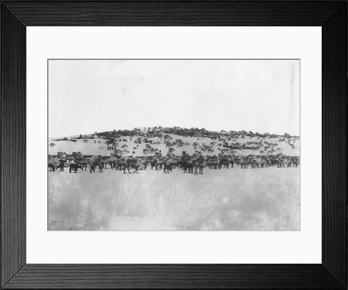 Framed Print : Reindeer in the Kuskokwim Valley, which is one of Alaska's best reindeer pastures, c1900-c1930. Creator: Unknown Framed Print : Reindeer in the Kuskokwim Valley, which is one of Alaska's best reindeer pastures, c1900-c1930. Creator: Unknown
