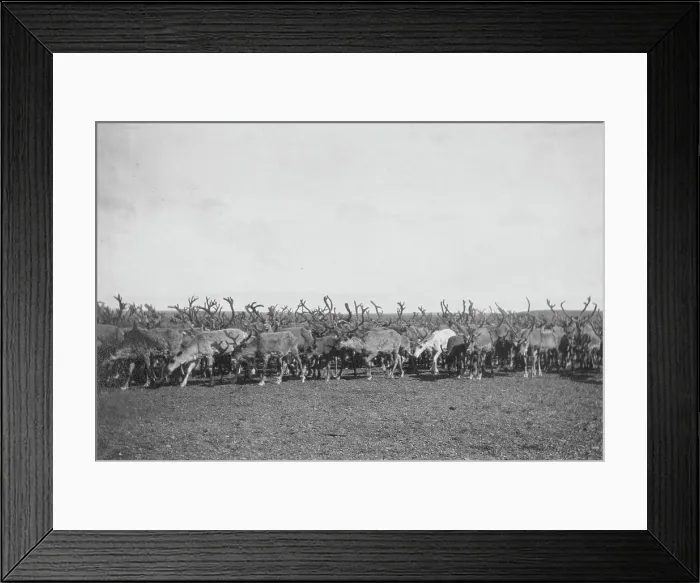Framed Print : Reindeer, between c1900 and c1930. Creator: Unknown Framed Print : Reindeer, between c1900 and c1930. Creator: Unknown