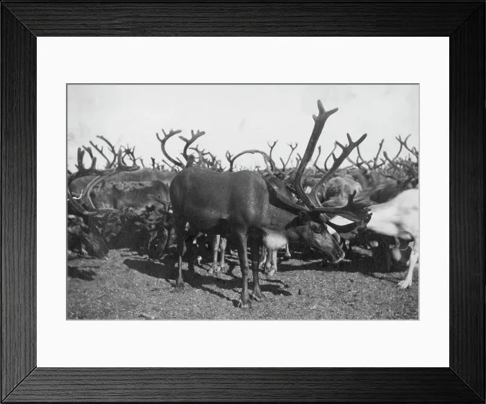 Framed Print : Reindeer, between c1900 and c1930. Creator: Unknown Framed Print : Reindeer, between c1900 and c1930. Creator: Unknown