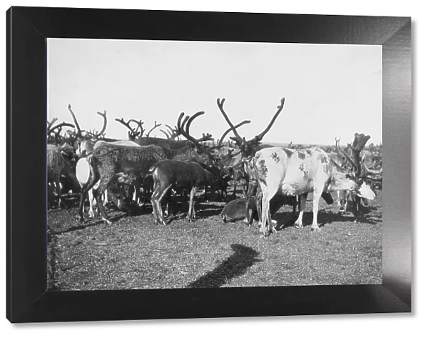 Reindeer, between c1900 and c1930. Creator: Unknown