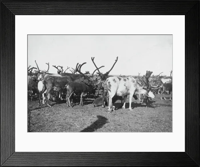 Framed Print : Reindeer, between c1900 and c1930. Creator: Unknown Framed Print : Reindeer, between c1900 and c1930. Creator: Unknown