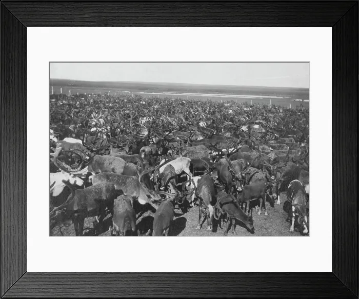 Framed Print : Reindeer, between c1900 and c1930. Creator: Unknown Framed Print : Reindeer, between c1900 and c1930. Creator: Unknown