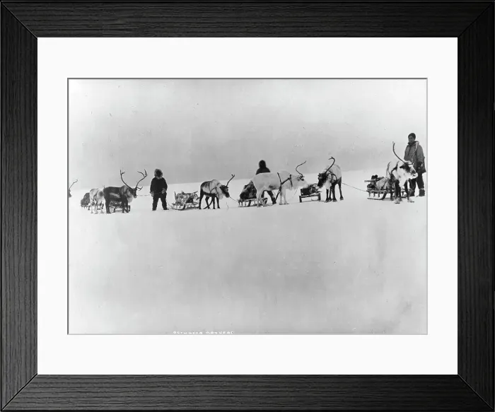 Framed Print : Reindeer, sleds and drivers, between c1900 and 1927. Creator: Unknown Framed Print : Reindeer, sleds and drivers, between c1900 and 1927. Creator: Unknown