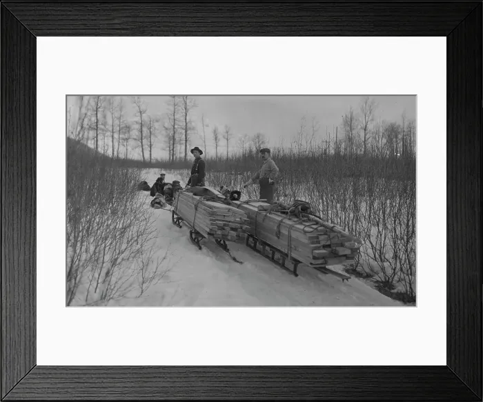 Framed Print : Hauling lumber by dog sleds, between c1900 and c1930. Creator: Unknown Framed Print : Hauling lumber by dog sleds, between c1900 and c1930. Creator: Unknown