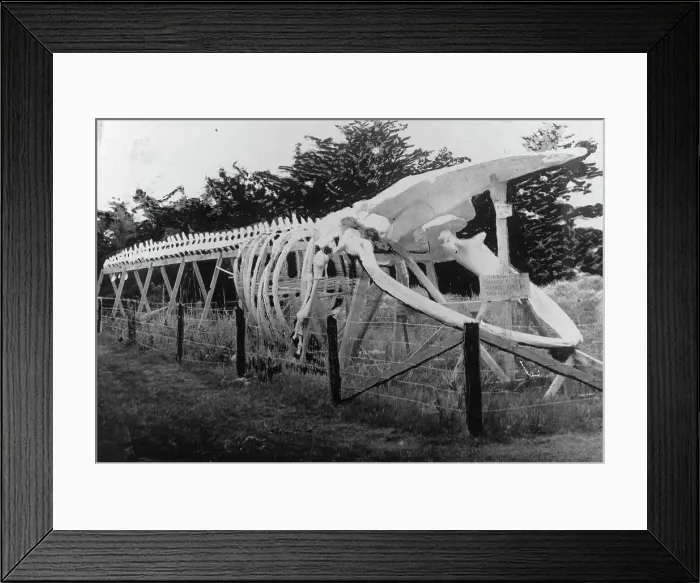 Framed Print : Skeleton of a whale, between c1900 and c1930. Creator: Unknown Framed Print : Skeleton of a whale, between c1900 and c1930. Creator: Unknown