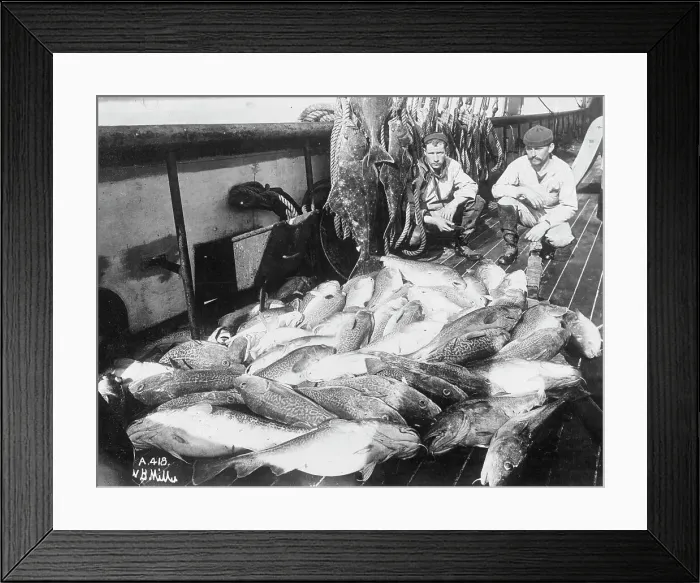Framed Print : Cod and halibut, between c1900 and c1930. Creator: Unknown Framed Print : Cod and halibut, between c1900 and c1930. Creator: Unknown