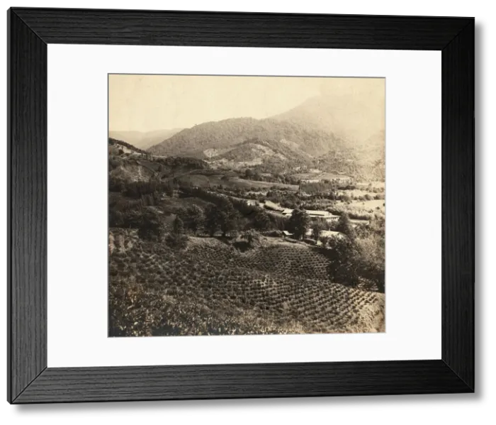 Framed Print : Tea plantations, Chakva, between 1905 and 1915. Creator: Sergey Mikhaylovich Prokudin-Gorsky Framed Print : Tea plantations, Chakva, between 1905 and 1915. Creator: Sergey Mikhaylovich Prokudin-Gorsky