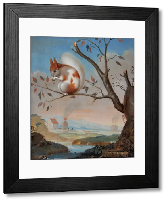 Framed Print : Spotted squirrel at Hogbo mill, 1734. Creator: J.A. Weise Framed Print : Spotted squirrel at Hogbo mill, 1734. Creator: J.A. Weise