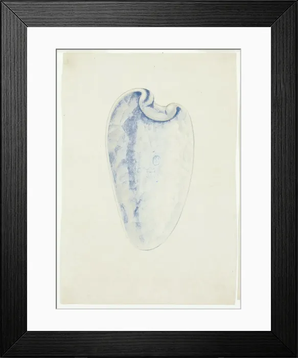 Framed Print : Overview of Lavender Elongated Shell, n.d. Creator: Giuseppe Grisoni Framed Print : Overview of Lavender Elongated Shell, n.d. Creator: Giuseppe Grisoni