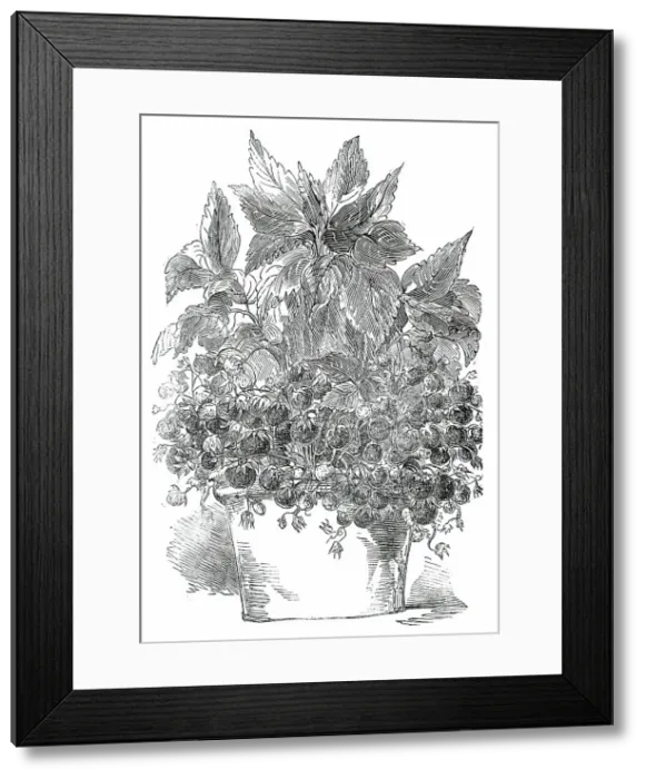Framed Print : Black Prince Strawberry Plant, grown by Mr. Cuthill, 1850. Creator: Unknown Framed Print : Black Prince Strawberry Plant, grown by Mr. Cuthill, 1850. Creator: Unknown