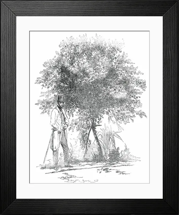 Framed Print : Large Rose-Tree (Hybrid China), at Mr. Buxton's Gardens, Wandsworth-Road, 1850. Creator: Unknown Framed Print : Large Rose-Tree (Hybrid China), at Mr. Buxton's Gardens, Wandsworth-Road, 1850. Creator: Unknown