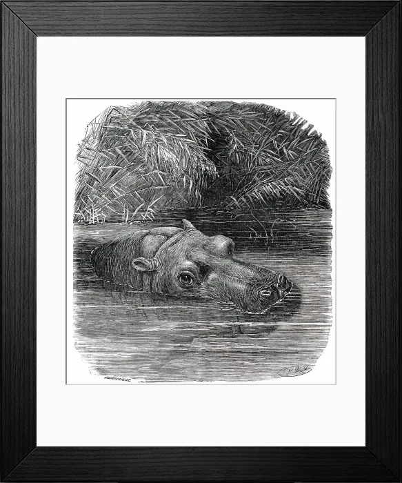 Framed Print : The Hippopotamus in the Gardens of the Zoological Society, Regent's-Park, 1850. Creator: Pearson Framed Print : The Hippopotamus in the Gardens of the Zoological Society, Regent's-Park, 1850. Creator: Pearson