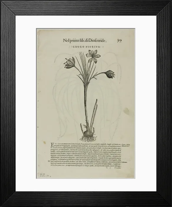 Framed Print : Leaf from Discorsi by Petrus Andreas Matthiolus, plate 99 from Woodcuts from Books of... 1937. Creators: Unknown, Max Geisberg, Pietro Andrea Mattioli Framed Print : Leaf from Discorsi by Petrus Andreas Matthiolus, plate 99 from Woodcuts from Books of... 1937. Creators: Unknown, Max Geisberg, Pietro Andrea Mattioli