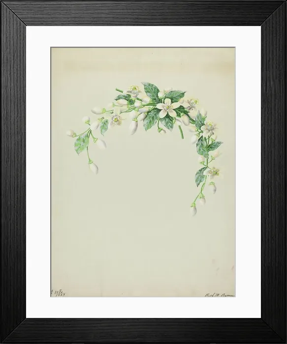 Framed Print : Costume Accessory (Orange Blossoms), c. 1937. Creator: Ruth M. Barnes Framed Print : Costume Accessory (Orange Blossoms), c. 1937. Creator: Ruth M. Barnes