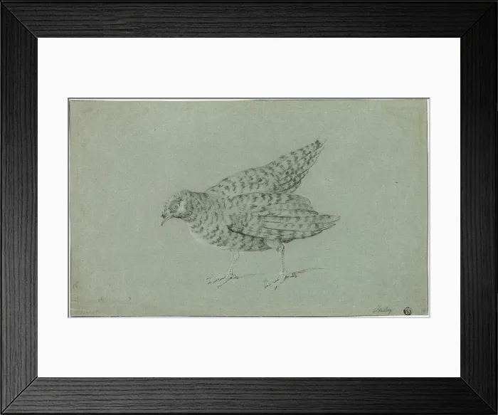 Framed Print : Partridge, n.d. Creator: Jean-Baptiste Oudry Framed Print : Partridge, n.d. Creator: Jean-Baptiste Oudry