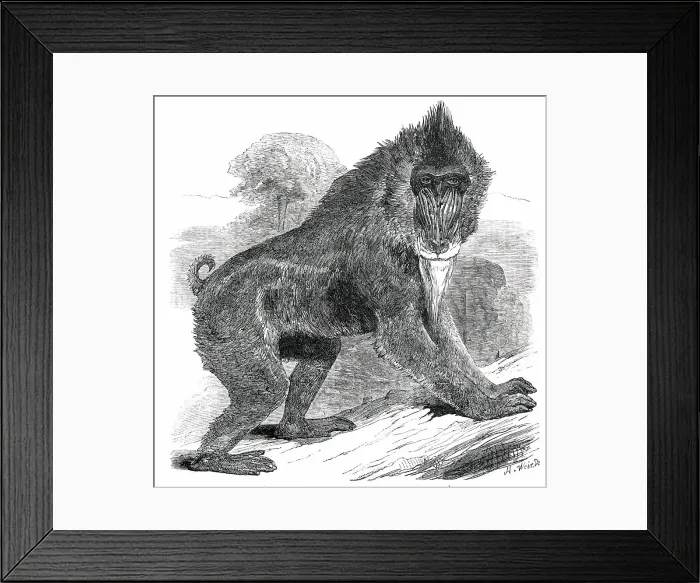 Framed Print : Mandrill Baboon in the Gardens of the Zoological Society, Regent's Park, 1850. Creator: Unknown Framed Print : Mandrill Baboon in the Gardens of the Zoological Society, Regent's Park, 1850. Creator: Unknown
