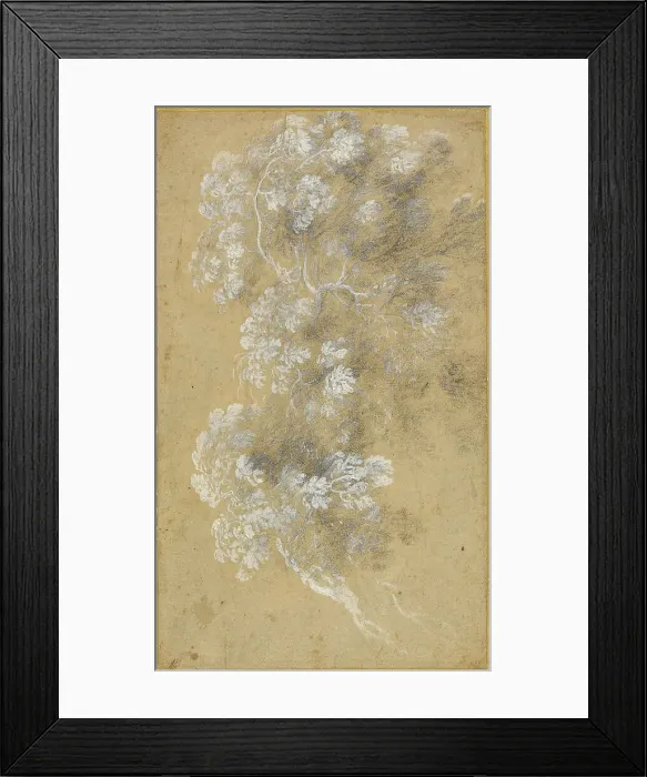 Framed Print : Sketch of Foliage and Branches, c. 1645-50. Creator: Angeluccio Framed Print : Sketch of Foliage and Branches, c. 1645-50. Creator: Angeluccio