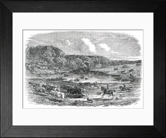 Framed Print : Cattle Mustering in Australia, 1850. Creator: Smyth Framed Print : Cattle Mustering in Australia, 1850. Creator: Smyth