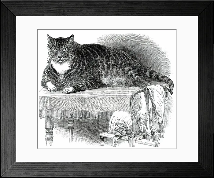 Framed Print : Large Cat, 1850. Creator: Unknown Framed Print : Large Cat, 1850. Creator: Unknown