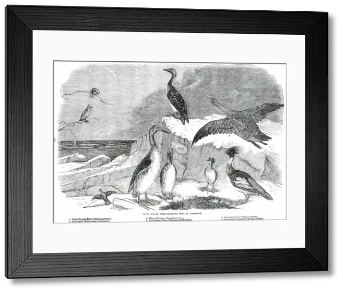 Framed Print : Rare Winter Birds recently shot in Yorkshire, 1850. Creator: Pearson Framed Print : Rare Winter Birds recently shot in Yorkshire, 1850. Creator: Pearson